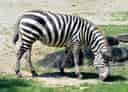 動物図鑑・サバンナシマウマの写真 24